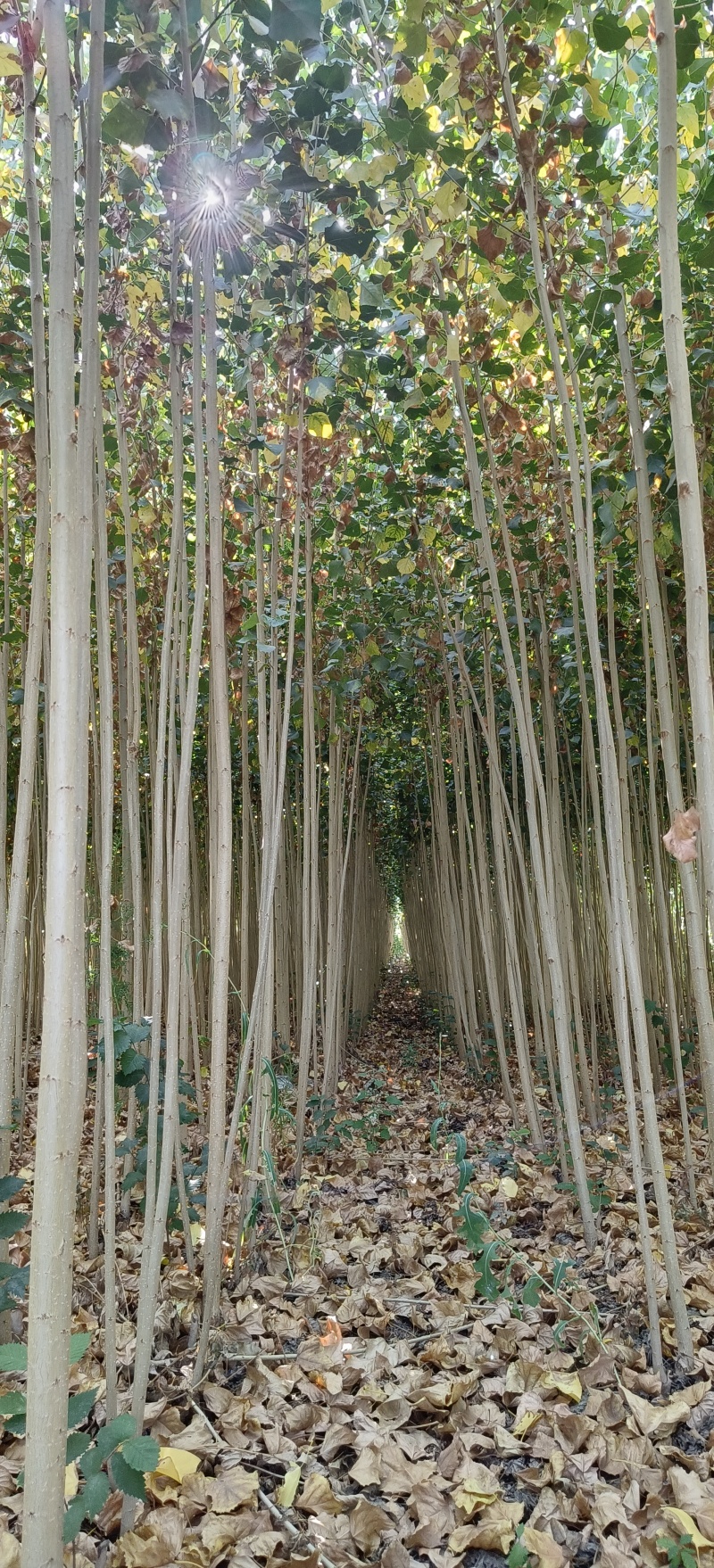 新疆杨