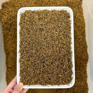 金骏眉茶