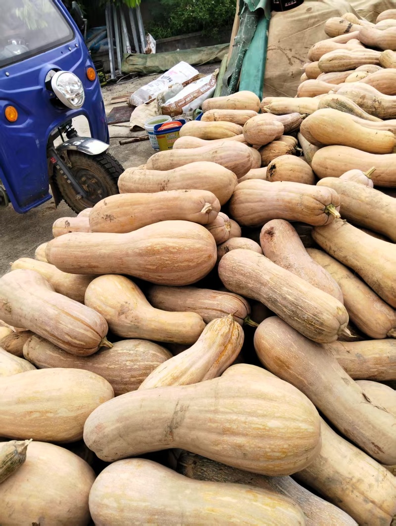 南瓜便宜处理