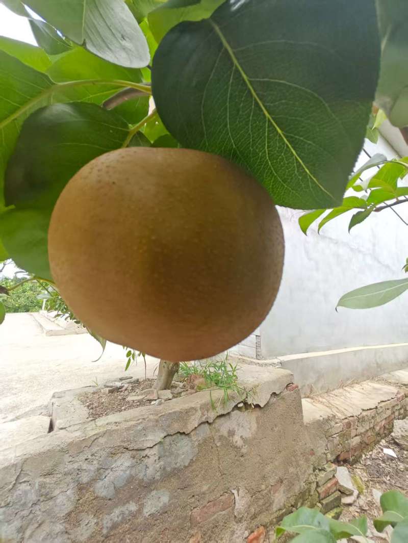 华梨