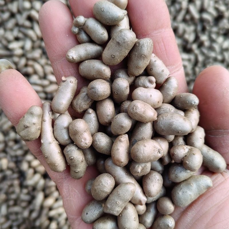 【正宗】河北小山药豆特小特好吃的一种山药豆软糯香甜