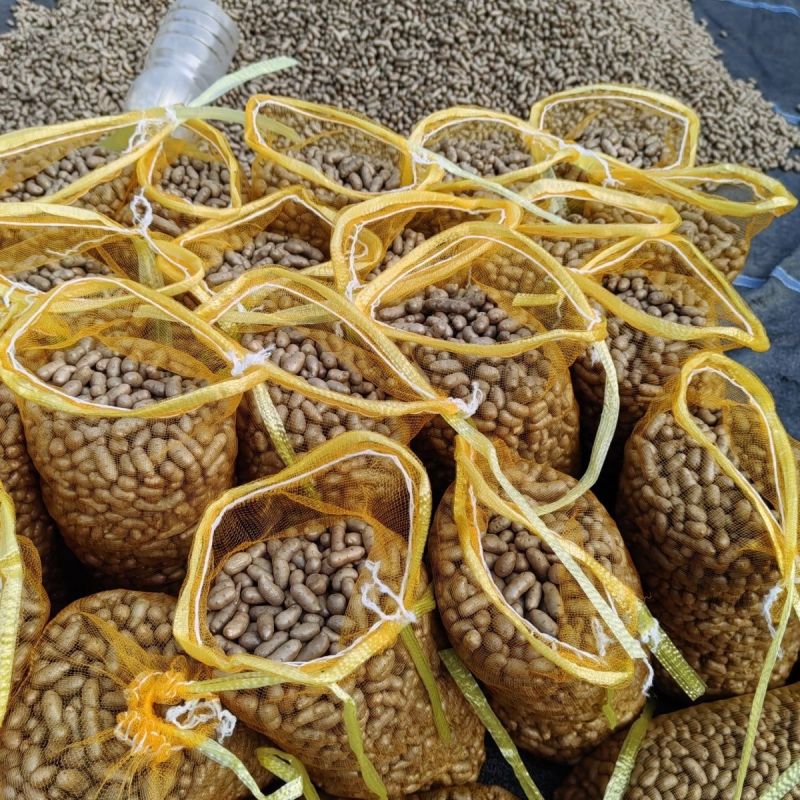 【正宗】河北小山药豆特小特好吃的一种山药豆软糯香甜