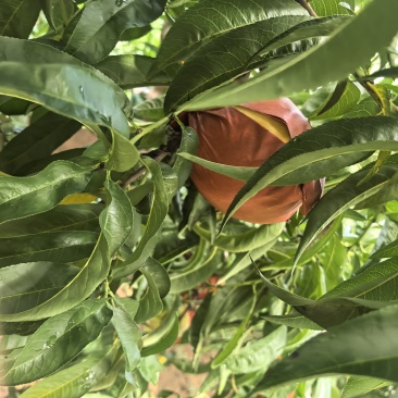 锦绣黄桃