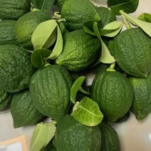 广东香水柠檬，一级果，二级果