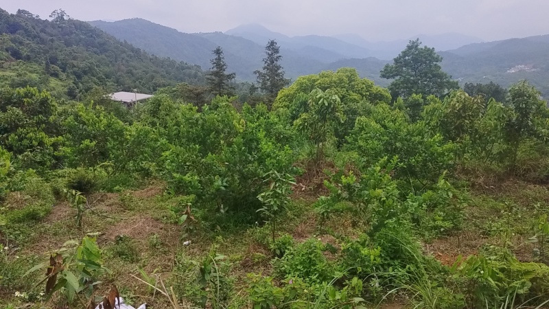 广东香水柠檬，一级果，二级果