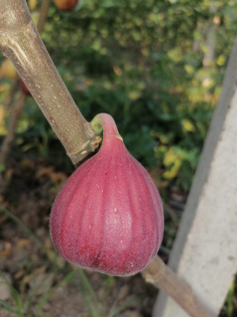 无花果已大量出市，