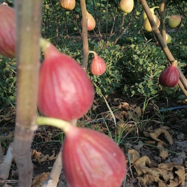 无花果已大量出市，