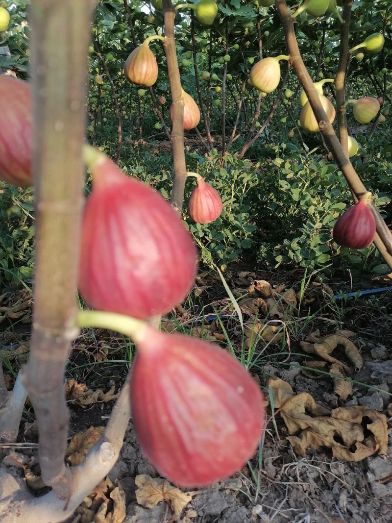 无花果已大量出市，