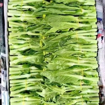 白菜苔