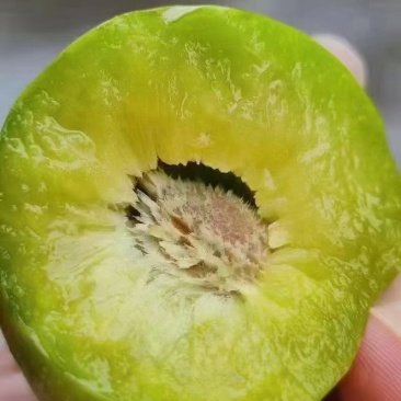 茂县清脆李代办
