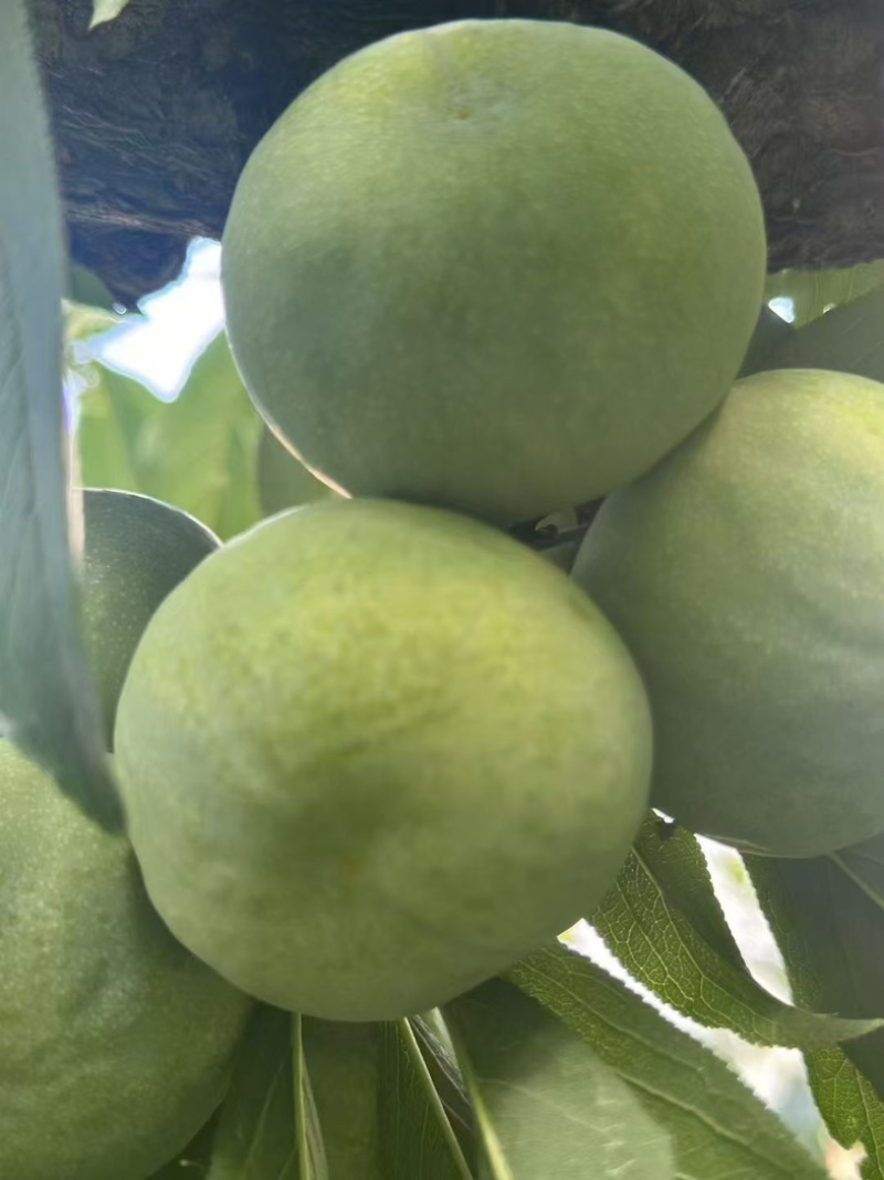 茂县清脆李代办