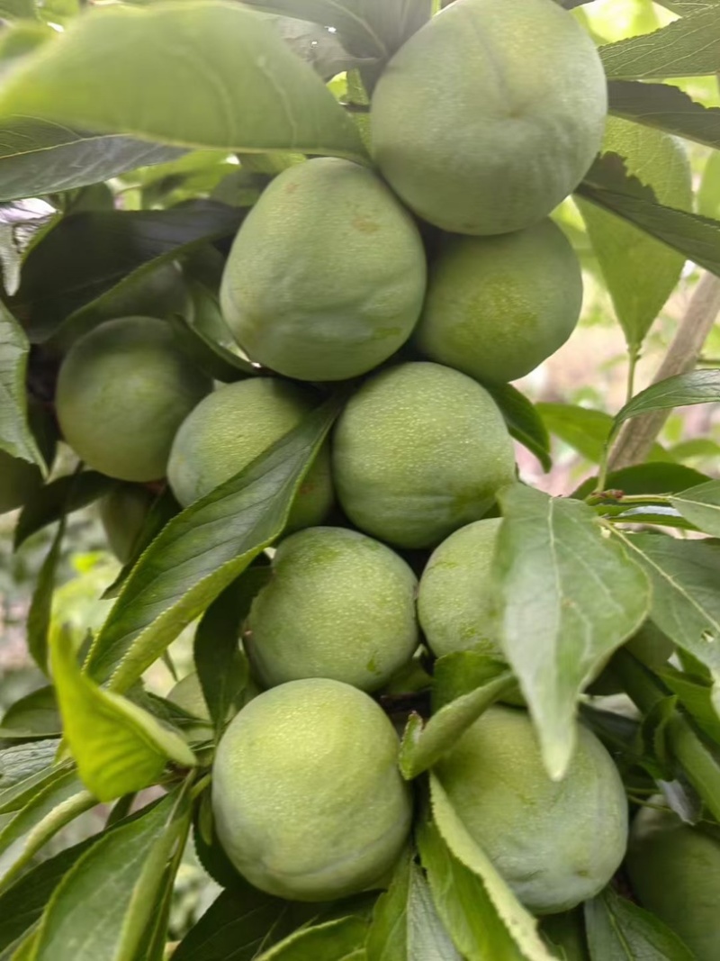 茂县清脆李代办