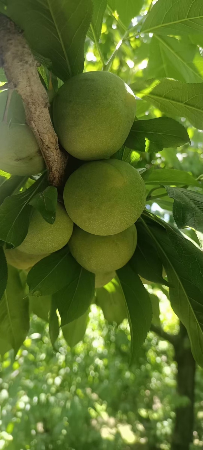 茂县清脆李代办