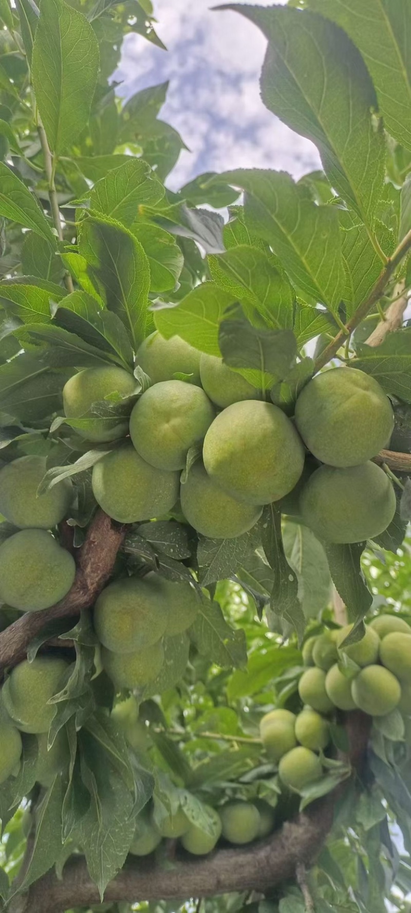 茂县清脆李代办