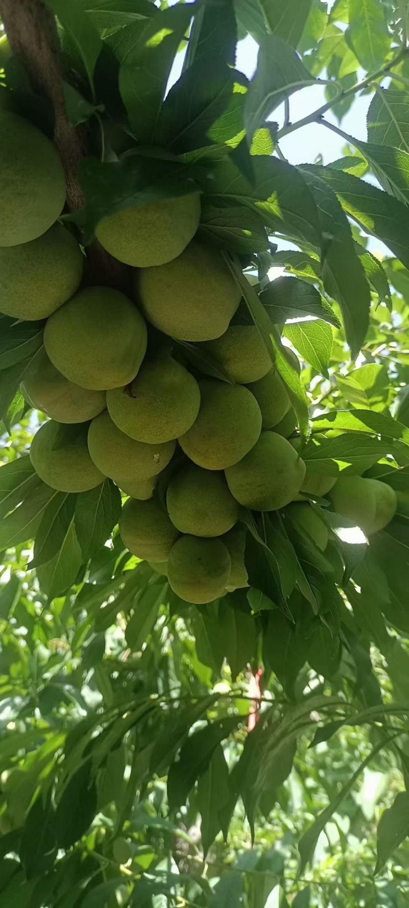 茂县清脆李代办