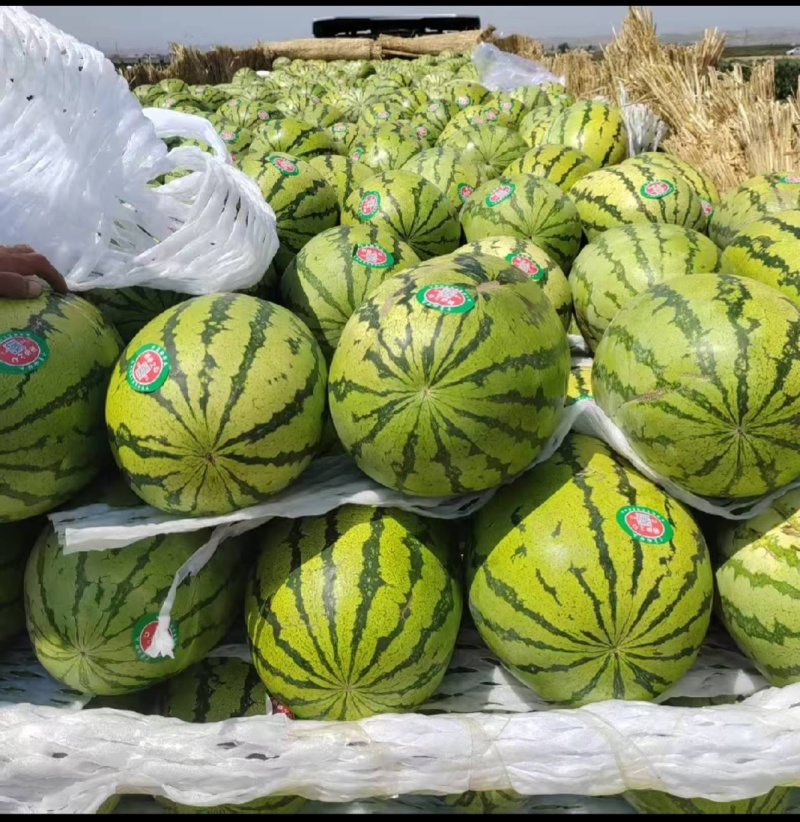 内蒙古通辽沙地金城武大量上市价格美丽保质保量欢迎咨询采购