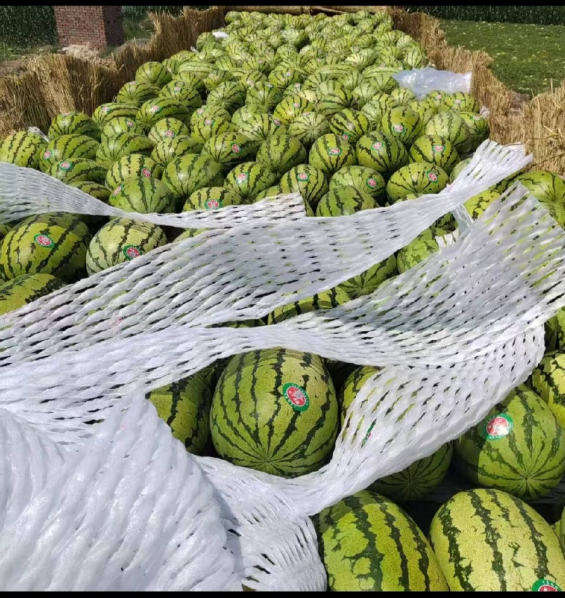 内蒙古通辽沙地金城武大量上市价格美丽保质保量欢迎咨询采购