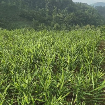 罗平小黄姜味道更浓精品生姜产地直发欢迎选购