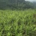 罗平小黄姜味道更浓精品生姜产地直发欢迎选购