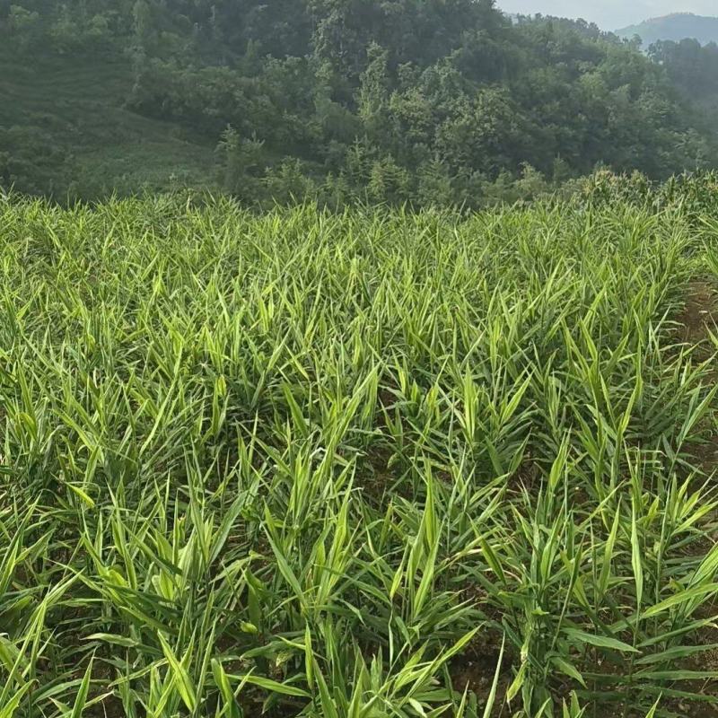 罗平小黄姜味道更浓精品生姜产地直发欢迎选购