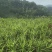 罗平小黄姜味道更浓精品生姜产地直发欢迎选购