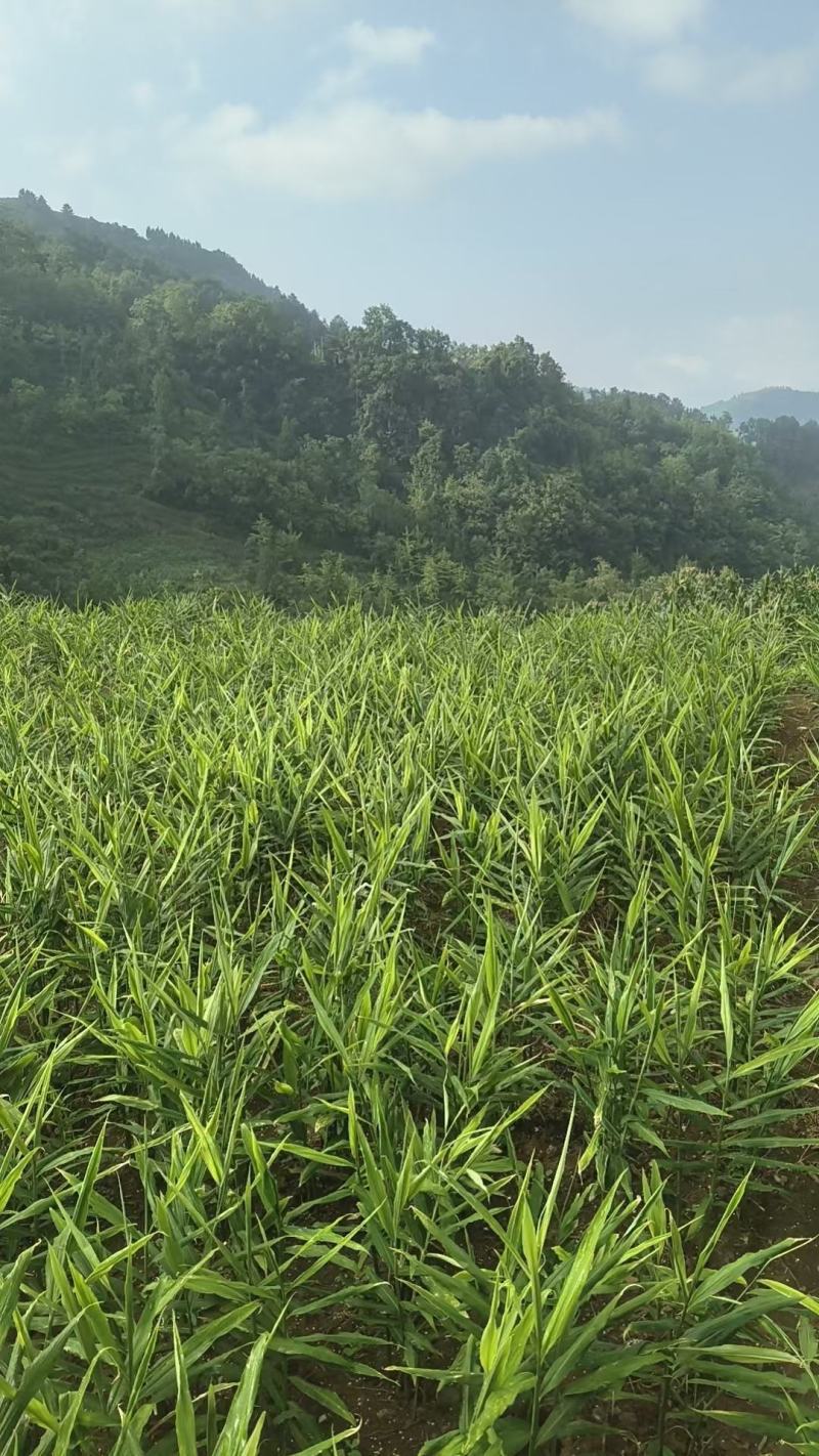 罗平小黄姜味道更浓精品生姜产地直发欢迎选购