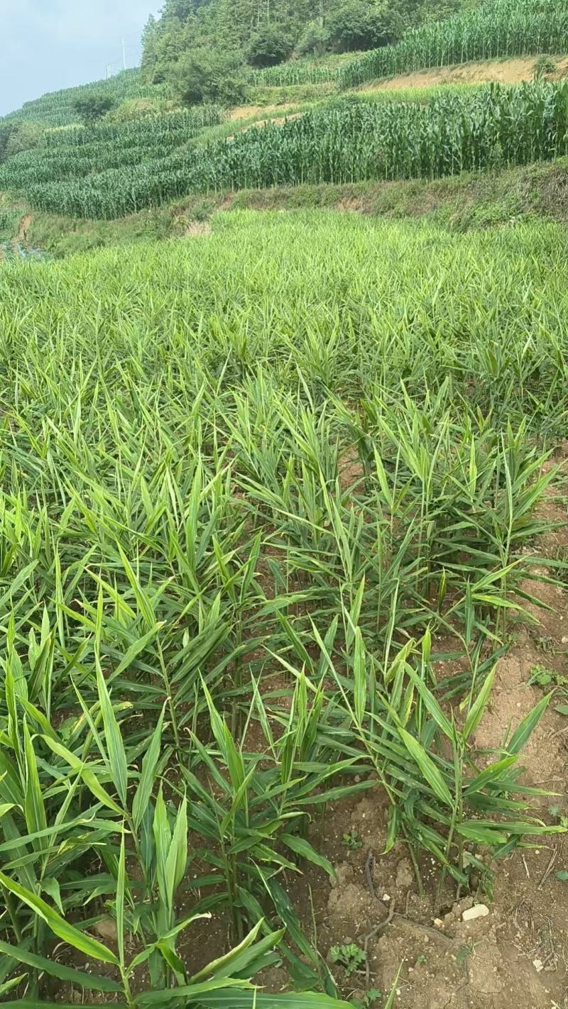 罗平小黄姜味道更浓精品生姜产地直发欢迎选购