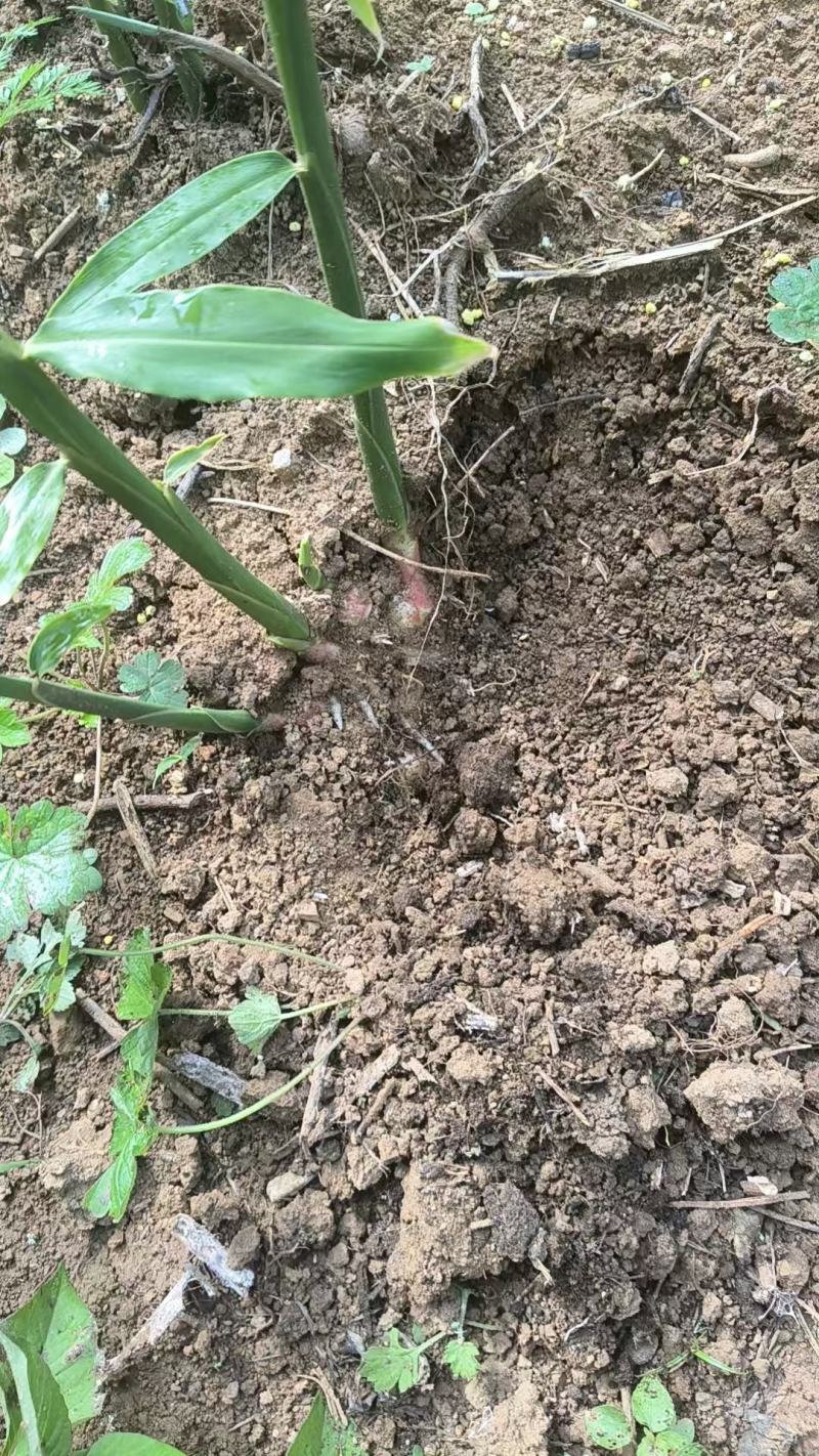 罗平小黄姜味道更浓精品生姜产地直发欢迎选购