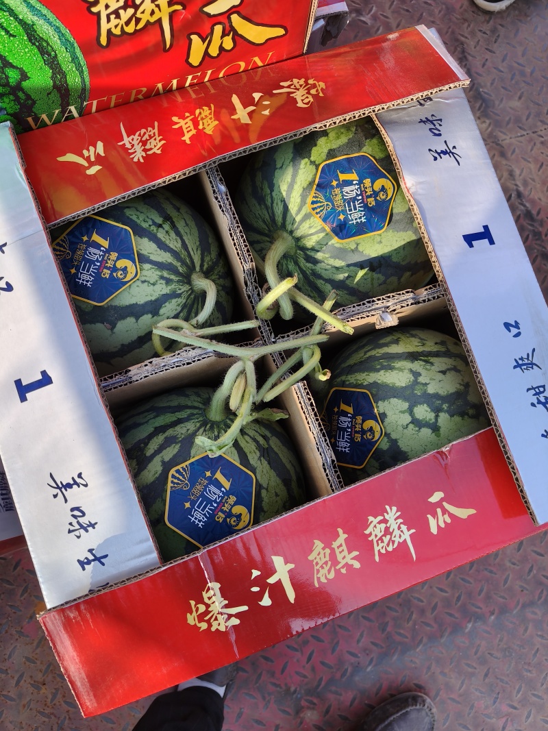 河南无籽西瓜麒麟瓜清甜可口走货快价格优对接全国热卖中