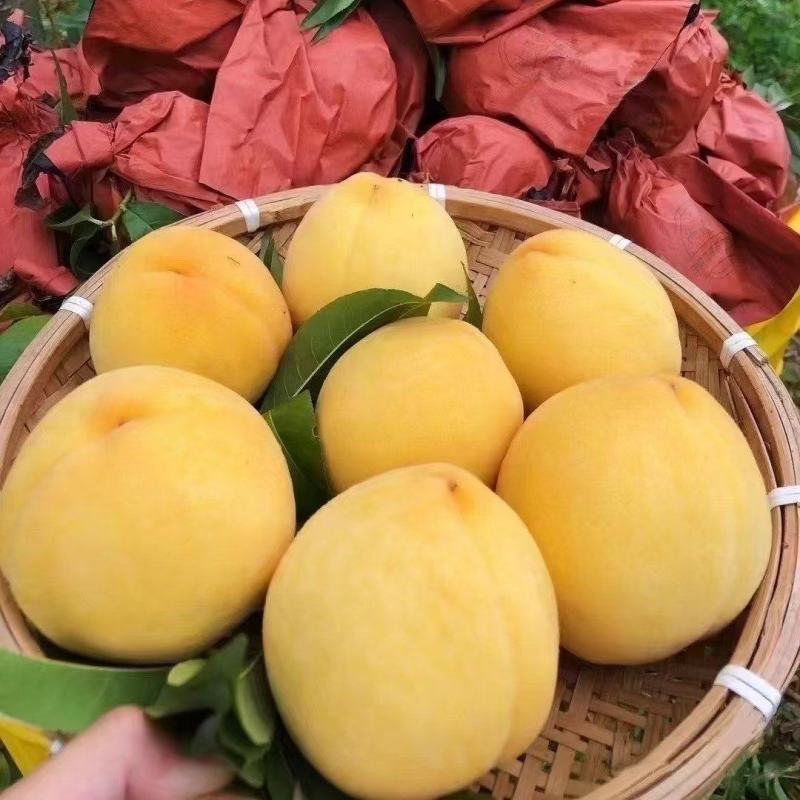 炎陵黄桃