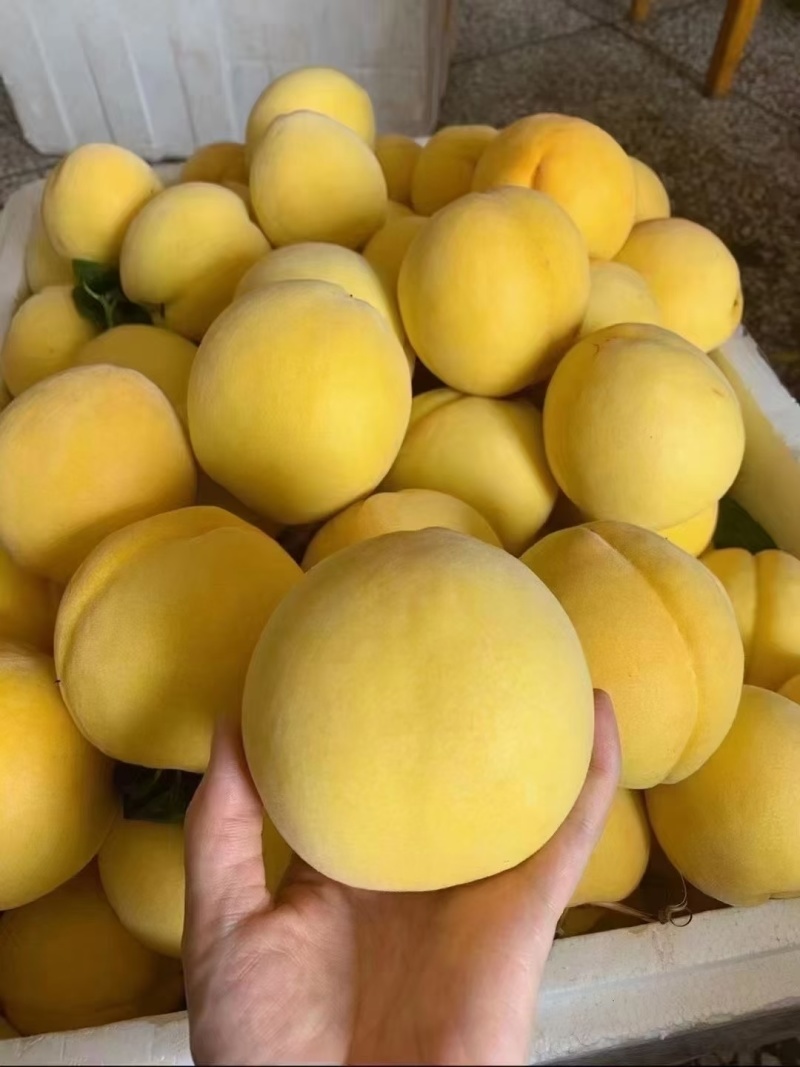 炎陵黄桃