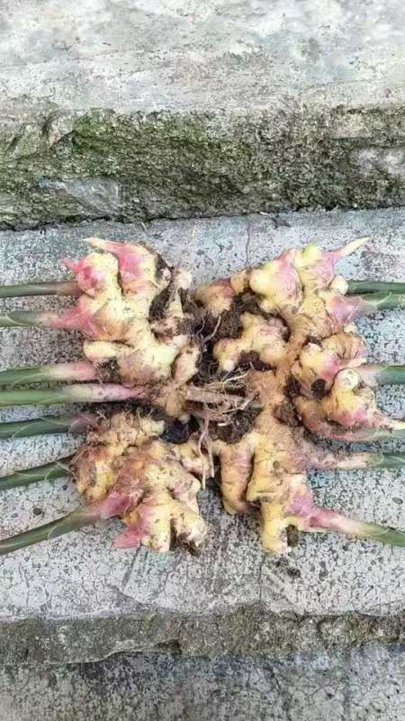 罗平小黄姜味道更浓精品生姜产地直发欢迎选购