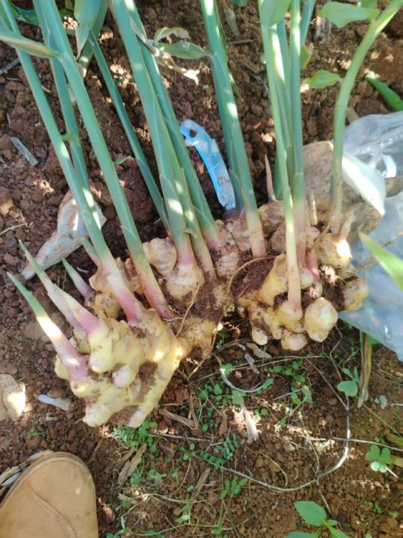 罗平小黄姜味道更浓精品生姜产地直发欢迎选购