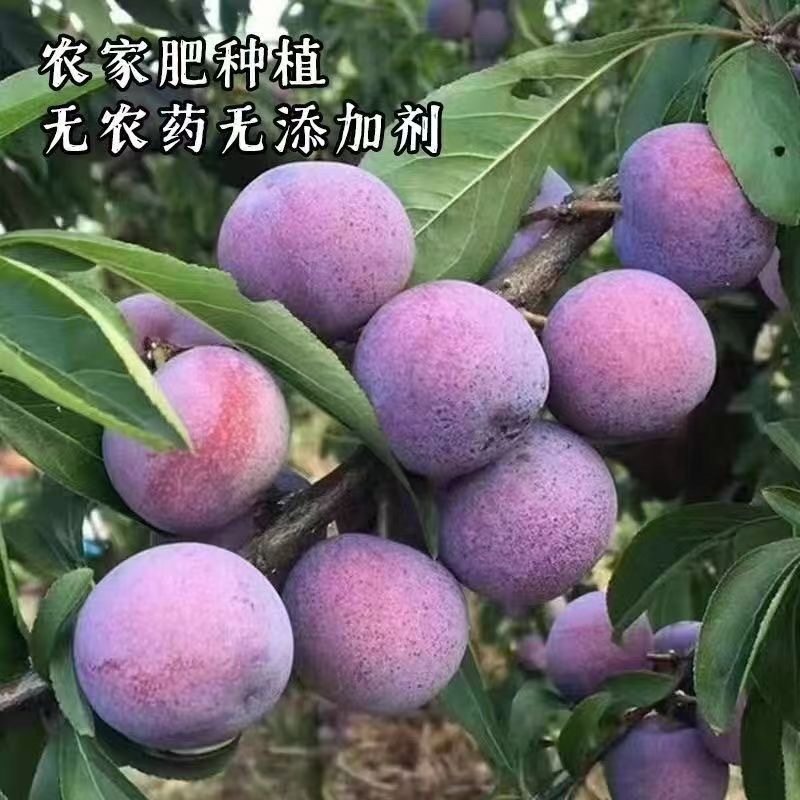 四川正宗小翠红脱骨李，大量上市，全网对接各大平台！