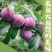 四川正宗小翠红脱骨李，大量上市，全网对接各大平台！