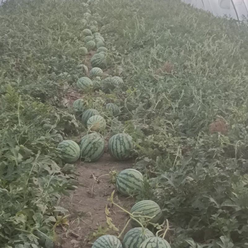 大棚美都西瓜