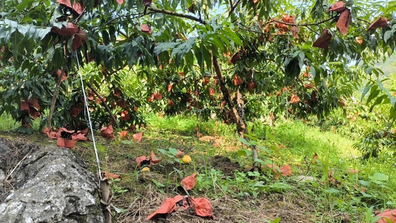 娄底冷水江锦绣黄桃