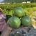 大量供应钦蜜9号百香果