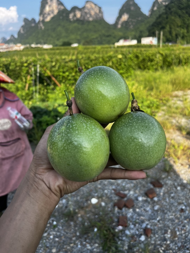 大量供应钦蜜9号百香果