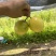 大量供应钦蜜9号百香果