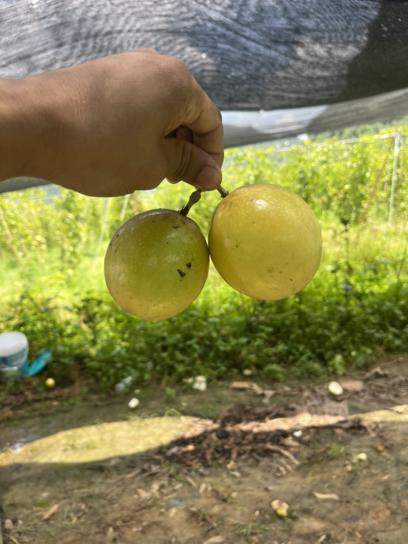 大量供应钦蜜9号百香果