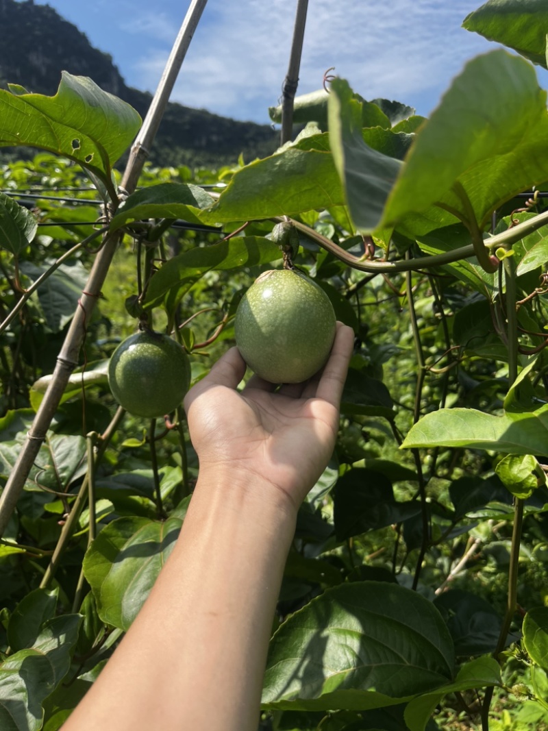 大量供应钦蜜9号百香果