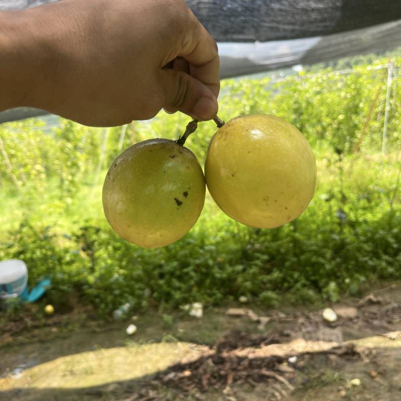 大量供应钦蜜9号百香果