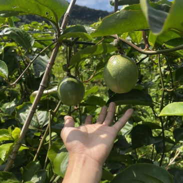 大量供应黄金百香果，电商可合作