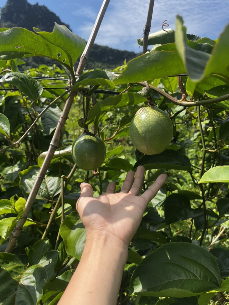 大量供应黄金百香果，电商可合作
