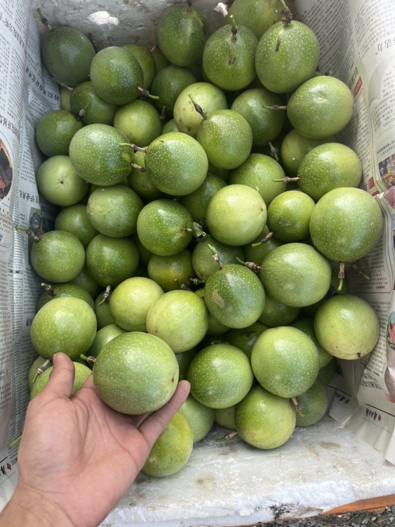 大量供应黄金百香果，电商可合作