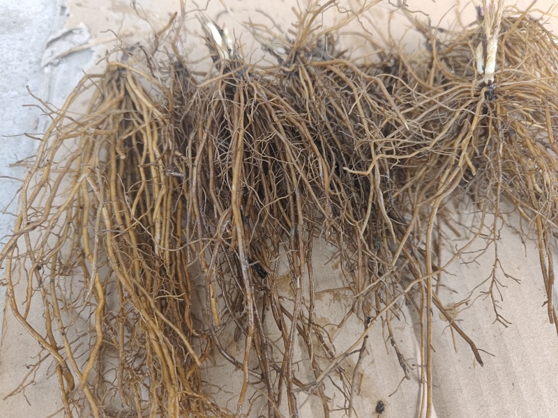 辽宁威灵仙种苗，产地一手货源，品质保证，欢迎洽谈合作