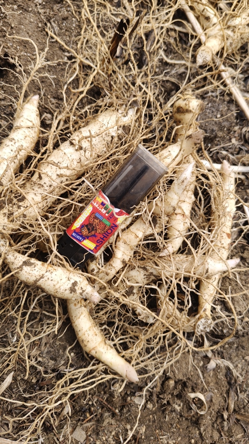 鸡头黄精栽子种子，产地一手货源，品质保证，欢迎洽谈合作