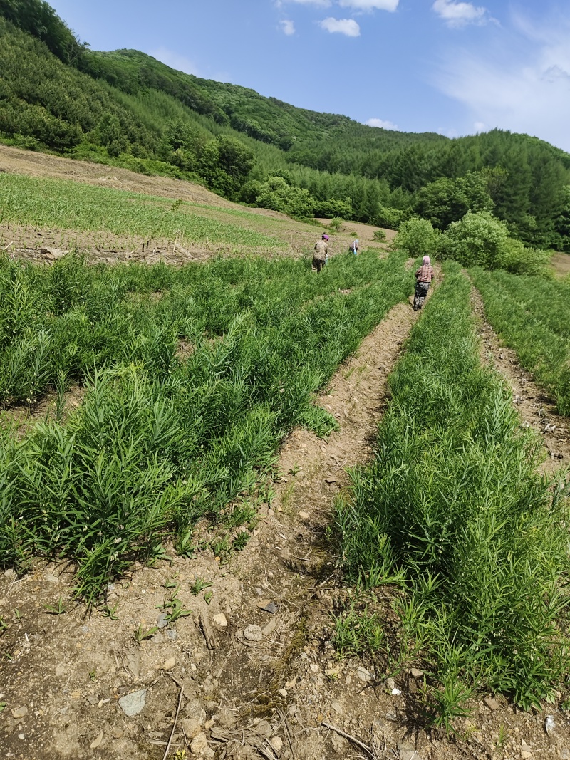 鸡头黄精栽子种子，产地一手货源，品质保证，欢迎洽谈合作