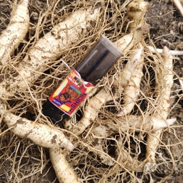 鸡头黄精栽子种子，产地一手货源，品质保证，欢迎洽谈合作